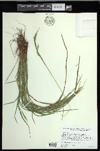 Carex debilis var. debilis image