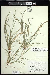 Carex crebriflora image