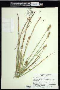 Carex cumulata image