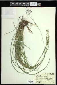 Carex debilis var. debilis image