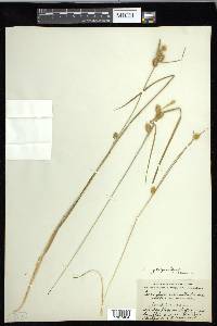 Carex cryptolepis image