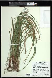 Carex debilis var. debilis image