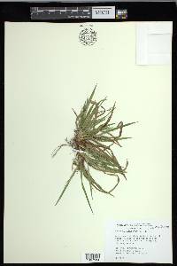 Carex cumberlandensis image