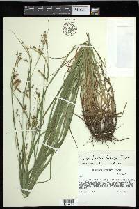 Carex davisii image