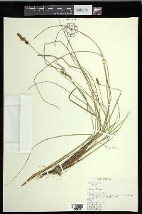 Carex diandra image