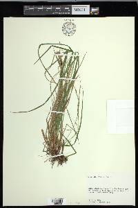 Carex debilis var. rudgei image