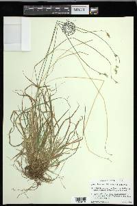 Carex deweyana var. deweyana image