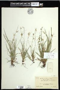 Carex rossii image