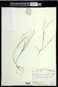 Carex disperma image