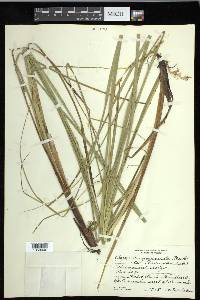 Carex decomposita image