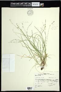 Carex disperma image