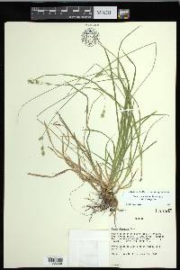 Carex deweyana var. deweyana image