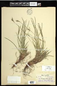 Carex rossii image