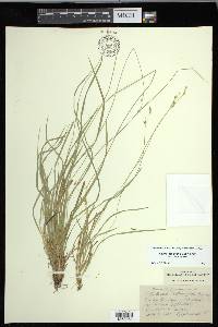 Carex deweyana image