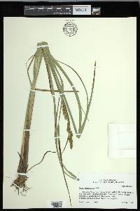 Carex decomposita image