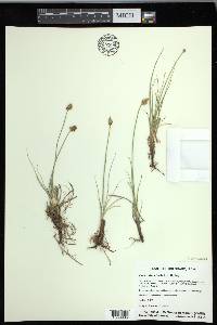 Carex duriuscula image