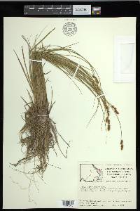 Carex diandra image