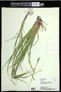 Carex debilis var. rudgei image