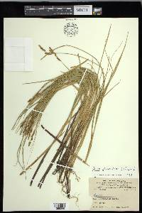 Carex diandra image