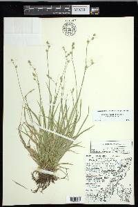 Carex deweyana image