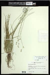 Carex deweyana var. deweyana image