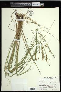 Carex diandra image