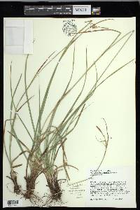 Carex diluta image