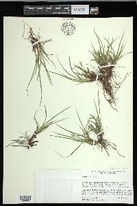 Carex deflexa var. boottii image