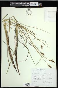 Carex diandra image