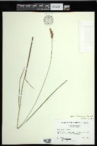 Carex diandra image