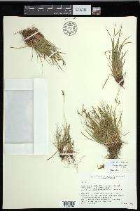 Carex rossii image