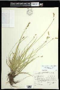 Carex deweyana image