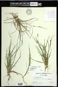 Carex digitalis var. digitalis image