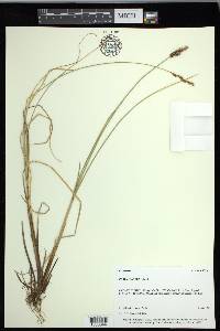 Carex diandra image