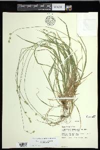 Carex deweyana var. deweyana image