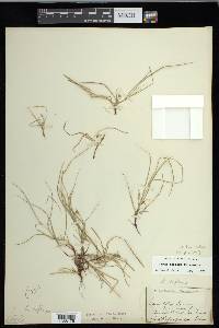 Carex deflexa var. deflexa image