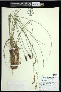 Carex diandra image