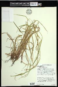 Carex debilis var. rudgei image