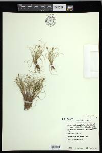 Carex duriuscula image