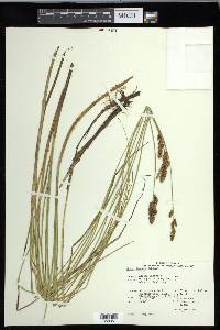 Carex diandra image