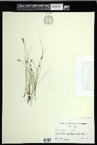 Carex duriuscula image