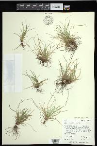 Carex deflexa image