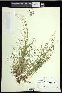 Carex disperma image