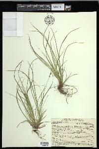 Carex rossii image