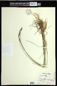 Carex diandra image