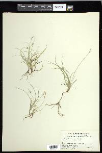 Carex disperma image