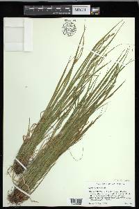 Carex debilis var. rudgei image