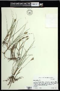 Carex douglasii image