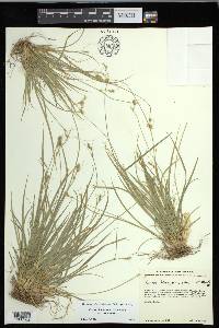 Carex deweyana var. deweyana image