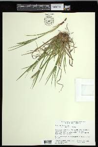 Carex debilis var. rudgei image